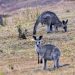 Australia valora sacrificar canguros para evitar que mueran de hambre