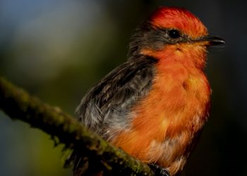 Crece en Galápagos la población de pájaro brujo en estado vulnerable