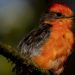 Crece en Galápagos la población de pájaro brujo en estado vulnerable
