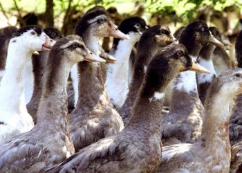 Vacunas probadas en patos de Francia contra gripe aviar son «muy eficaces»