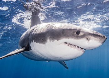 Tiburón mata a un hombre en Nueva Caledonia