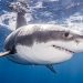 Tiburón mata a un hombre en Nueva Caledonia