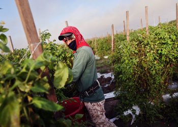 Ley pone en jaque a 772 mil inmigrantes en Florida