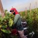 Ley pone en jaque a 772 mil inmigrantes en Florida