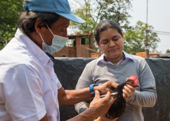 El Salvador sigue libre de gripe aviar
