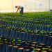 MAG verifica la calidad de plantines para renovar los cafetales