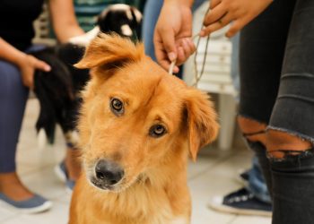 Ilopango promueve la adopción animal responsable