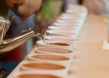 Inicia la brecha final para conocer la Taza de la Excelencia 2023