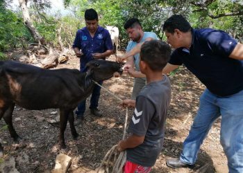 Desarrollan vacunación de bovinos en Conchagua, La Unión