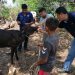 Desarrollan vacunación de bovinos en Conchagua, La Unión