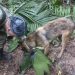 Hallan vivos a cuatro niños tras 17 días perdidos en la selva colombiana