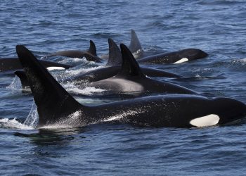 «Gladis», ¿una orca que lidera ataques contra embarcaciones en la Península Ibérica?