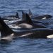 «Gladis», ¿una orca que lidera ataques contra embarcaciones en la Península Ibérica?
