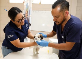 Bienestar Animal brinda atención veterinaria a mascotas de San José Villanueva, La Libertad