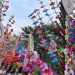 Devotos de la Virgen de Fátima hacen procesión en el Centro Histórico de San Salvador