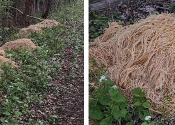El misterio de la montaña de espaguetis cerca de un río en EE. UU.