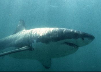 Surfista desaparecido tras ataque de tiburón en Australia probablemente murió