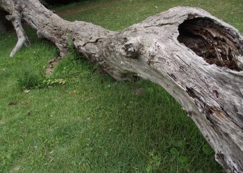 Árbol emblemático de Sierra Leona destrozado tras una fuerte tormenta