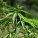 Científicos hallan componente medicinal de cannabis en planta de Brasil