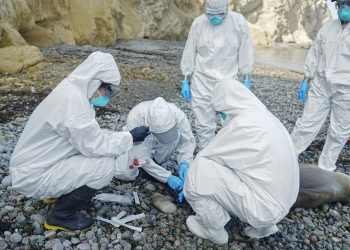 Expertos advierten de un virus de gripe aviar de rápida evolución