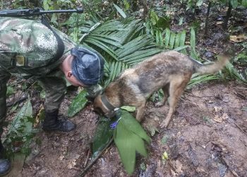 #VamosPorWilson: el perro héroe del rescate de los niños en la selva colombiana
