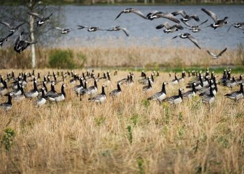 Calentamiento climático enfrenta a gansos salvajes con agricultores en Finlandia