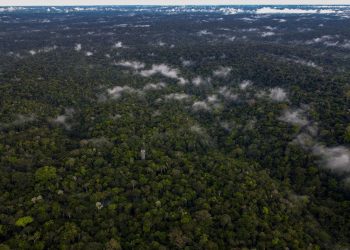 Encontrados vivos cuatro niños perdidos en la Amazonía colombiana desde hace 40 días