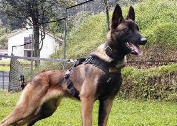 Hembras en celo y 70 uniformados buscan a Wilson, el perro perdido en la selva colombiana
