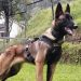 Hembras en celo y 70 uniformados buscan a Wilson, el perro perdido en la selva colombiana