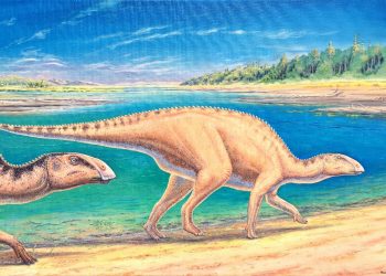 Identifican a «Gonkoken nanoi», dinosaurio con pico de pato que habitó la Patagonia chilena
