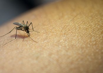 EE. UU. alerta de primeros casos locales de malaria en 20 años