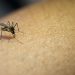 EE. UU. alerta de primeros casos locales de malaria en 20 años