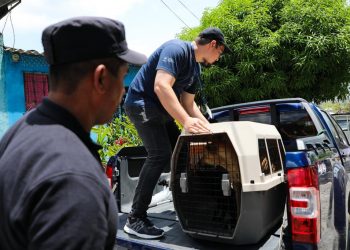 Bienestar Animal rescata perros maltratados en diversos puntos del país