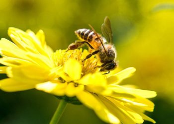 Abejas de California esperan por días soleados para producir miel