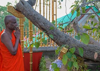 Una campaña de falsos rumores en torno al árbol más sagrado de Sri Lanka