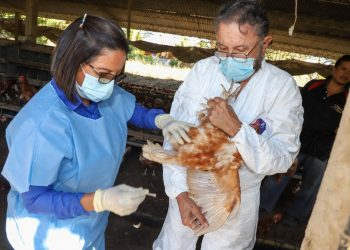 El país continúa libre de gripe aviar gracias a estrategias gubernamentales