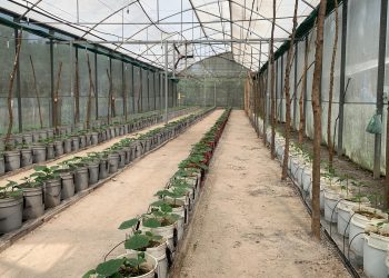 FMO-UES de San Miguel apuesta por cultivos hidropónicos
