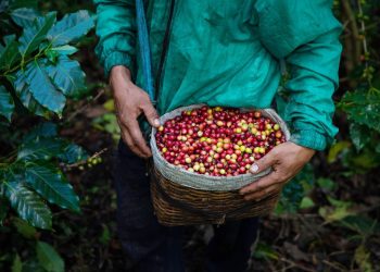 Fondos para  Instituto Salvadoreño del Café beneficiará a productores nacionales