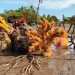 Preservarán los arrecifes coralinos en La Unión