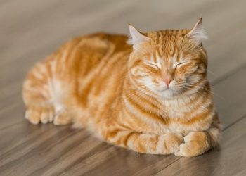 Crean una aplicación en Japón para reconocer el dolor de los gatos