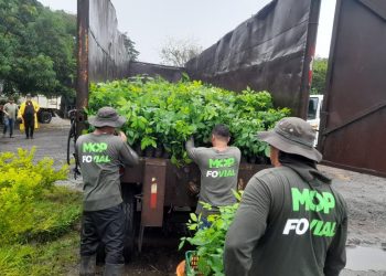 Sembrarán 2,831 árboles en la Ruta de las Flores