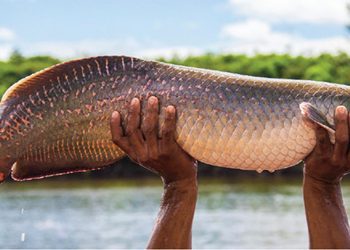 El pirarucú: el codiciado pez gigante del Amazonas en la mira de cazadores furtivos