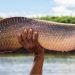 El pirarucú: el codiciado pez gigante del Amazonas en la mira de cazadores furtivos