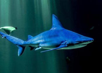Pesca desmedida lleva a los tiburones de arrecifes hacia la extinción, según estudio
