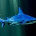 Pesca desmedida lleva a los tiburones de arrecifes hacia la extinción, según estudio