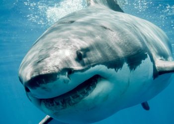 Un tiburón mata a un ruso en la costa egipcia del mar Rojo