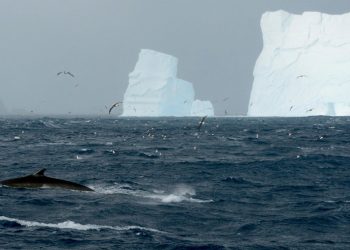 La banquisa antártica en dificultad tras histórico deshielo