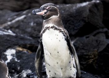 Unos 2.000 pingüinos aparecen muertos en las costas de Uruguay