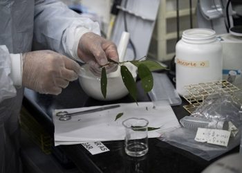 Medicar sin colocar: una planta parecida al cannabis genera esperanza en Brasil