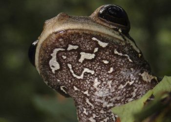 Descubren nueva especie de rana en selva de Perú